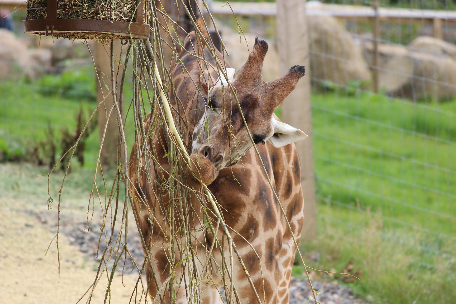 Giraffe eating from feeder

IMAGE: Hollie Watson 2022